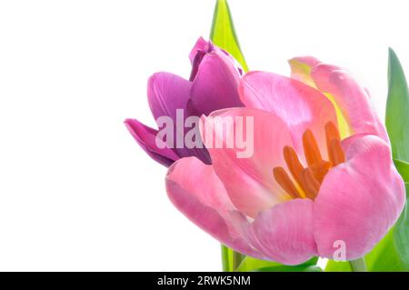 Tulpenblüten vor weißem Hintergrund Stockfoto