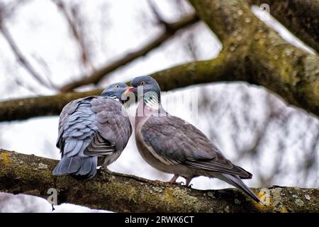 Tauben lieben während der Paarungszeit Stockfoto