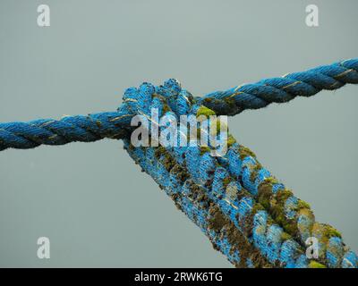 Diagonal fotografierter türkisfarbener Tau, bewachsen mit Moos, Hintergrundwasser Stockfoto