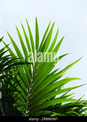 Palmenventilator einer Innenhand, leicht beschattet Stockfoto