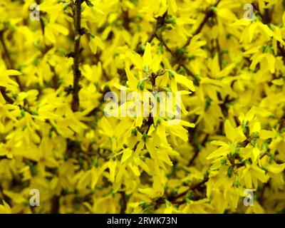 Ein einziger Forsythieast in der Mitte eines Strauches, der das Format ausfüllt Stockfoto