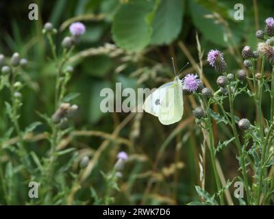 Weißkohl-Schmetterling auf Distelblüten, Hintergrunddisteln und andere unscharfe Vegetation Stockfoto