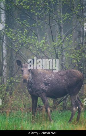 Elchen sind im Frühjahr und Sommer meist einsam mit den stärksten Bindungen zwischen Mutter und Kalb (Foto Kuhmoos (Alces alces) im Morgennebel), Elch Stockfoto