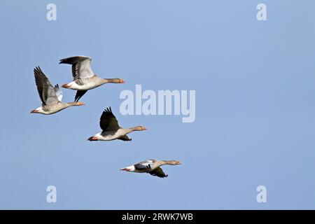 Graulaggans, die noch unreifen Vögel, werden ähnlich mühsam wie die Erwachsenen (Foto Graulaggans kleine Herde im Flug), Graulaggans, die noch unreifen Vögel Stockfoto