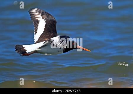 Eurasischer Austernfänger (Haematopus ostralegus), das Durchschnittsalter beträgt 14, 15 Jahre, ein in Holland tot gefundenes Tier ist nachweislich 44 Jahre alt (Foto) Stockfoto