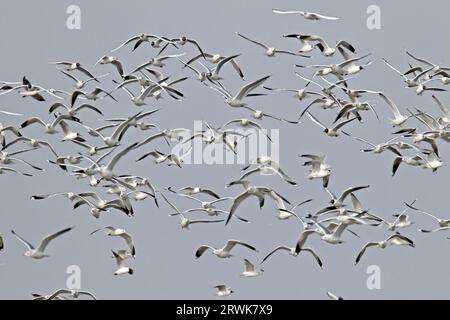 Gemeine Möwen (Larus canus) brüten immer in der Nähe von Wasser (Foto Gemeine Möwen und Schwarze Möwen an der deutschen Nordseeküste) Stockfoto