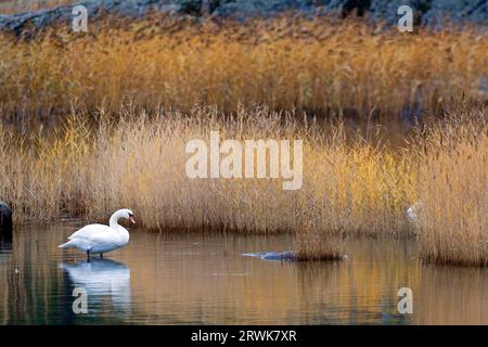 Stummschwan (Cygnus olor), das Männchen ist größer als das Weibchen (Foto Stummschwan Erwachsener Vogel auf dem schwedischen Archipel bei Stockholm im Herbst), Mute Stockfoto