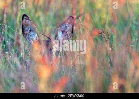 Europäisches Reh (Capreolus capreolus), in Deutschland beginnt die Brunft Mitte Juli und endet im August (Europäisches Reh) (Foto Europäisches Reh Stockfoto