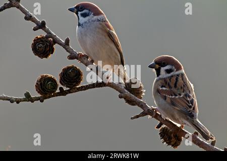 Eurasische Baumspatzen (Passer montanus) fressen gerne in Gruppen auf dem Boden (Foto Erwachsene Vögel), Eurasische Baumspatzen ernähren sich meist in Herden Stockfoto