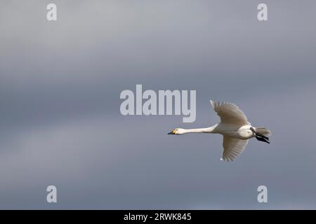 Tundra-Schwan (Cygnus bewickii) ist der kleinste der europäischen Schwäne (Foto Erwachsener Vogel im Flug) Stockfoto