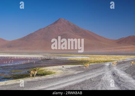 Lamas auf der Straße und Flamingo Vögel im roten See in bolivianischen Wüste in der Nähe von Salar de Uyuni Stockfoto