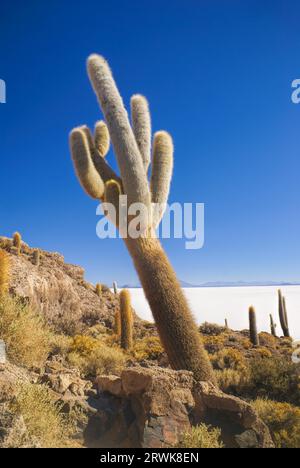 Riesige Kakteen wachsen in der Nähe von weißen Salar de Uyuni in Bolivien Stockfoto