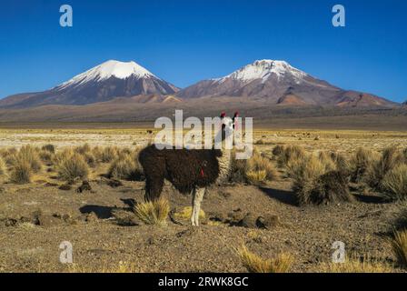 Niedliche Lamas in bolivianischen Sajama Nationalpark mit malerischen Vulkane Paranicota und Pomerape im Hintergrund Stockfoto