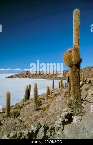 Riesige Kakteen wachsen in der Nähe von weißen Salz Flugzeuge Salar de Uyuni in Bolivien Stockfoto