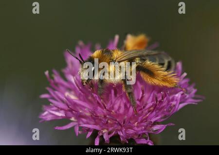 Natürliche Nahaufnahme einer flauschigen männlichen Pantaloon-Biene, Dasypoda hirtipes, sitzt auf einer gelben Blume Stockfoto