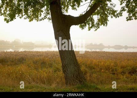 Die Insel Ummanz, Rügen, die auf dem Kubitzer und Schaproder Bodden liegt, ist schließlich die viertgrößte Insel in Mecklenburg-Vorpommern mit Stockfoto