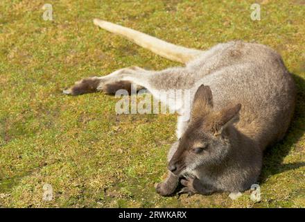 Kängurus sind eine Familie aus der Beutelordnung. Sie gehören zu den bekanntesten Beuteltieren und typischen Vertretern der Fauna Australiens, aber Stockfoto