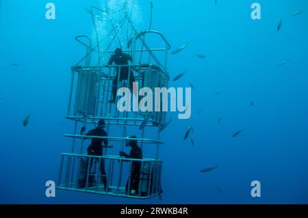 Taucher in einem Käfig für Weißhaie (Carcharodon carcharias), Guadalupe Island, Mexiko, Pazifik, großer Weißhai, Stockfoto