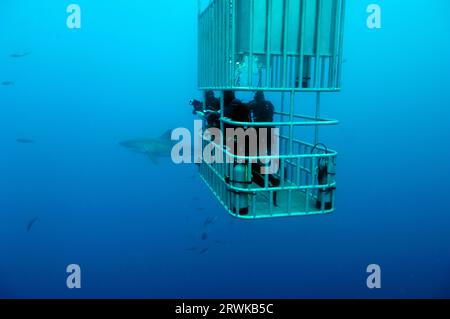 Großer weißer Hai (Carcharodon carcharias) und Taucher im tiefen Haikäfig, Guadalupe Island, Mexiko, Pazifik, Kaefigtauchen Stockfoto