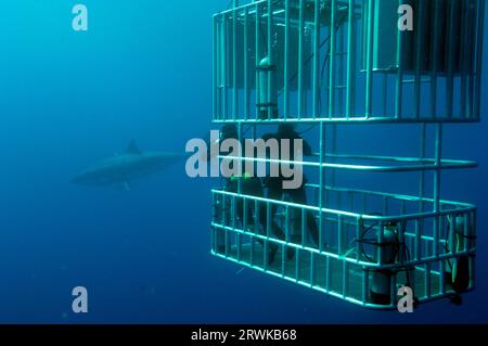 Taucher im tiefen Haikäfig, Weißer Hai (Carcharodon carcharias), Guadalupe Island, Mexiko, Pazifik Stockfoto