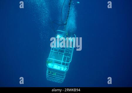 Der Käfig des Weißhais (Carcharodon carcharias) geht nach unten, Guadalupe Island, Mexiko, Pazifik, großer Weißhai, Stockfoto