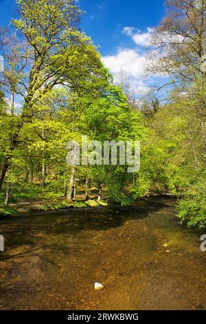 Die Nister bei Kloster Marienstatt, Westerwald, Deutschland, Europa Stockfoto