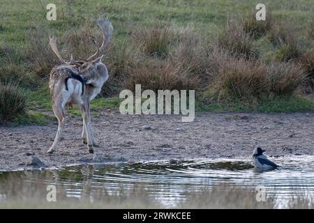 Damhirsch (Dama dama), die Weibchen sind viel kleiner als die Männchen (Foto Damhirsch-Buck und Kapuze), Corvus Corone (Cornix) Stockfoto