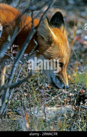 Rotfuchs (Vulpes vulpes), in freier Wildbahn überleben Füchse selten im Alter von 5 Jahren (Foto Rotfuchs mit Eichhörnchen) (Urocitellus parryii) Stockfoto