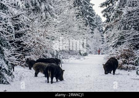 Waldbesucher beobachten Wildschweine auf einem Waldweg, Wanderer treffen Wildschweine auf einem Waldweg, Schleswig-Holstein, Deutschland Stockfoto