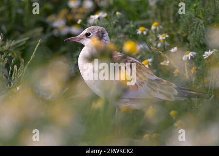 Schwarzköpfiger Schwarzköpfiger Jungvogel wartet auf Futter in der Brutkolonie (Gemeiner Schwarzköpfiger Möwe) Stockfoto