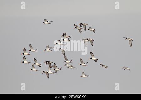 Der Eurasische Austernfänger (Haematopus ostralegus) ist der Nationalvogel der Färöer, wo er TJALDUR genannt wird, der Eurasische Austernfänger Stockfoto