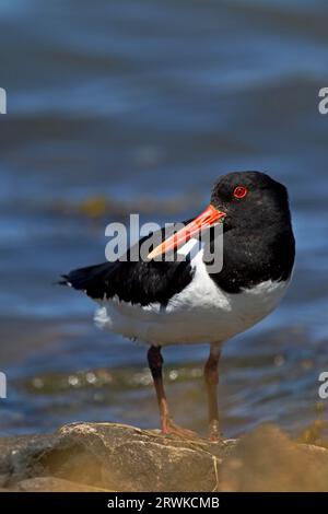 Eurasischer Austernfänger (Haematopus ostralegus) das Durchschnittsalter beträgt 15 Jahre ein in Holland tot gefundenes Tier ist nachweislich 44 Jahre alt, Eurasier Stockfoto