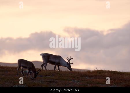 Rentier natürliche Feinde sind Wolf, Bär, Wolverine und Lynx (Foto Weibchen und Kalb) (Eurasische Tundra), Rentierfresser sind Wolf, Bär, Wolverine Stockfoto