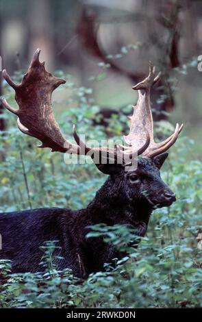 Damhirsch (Cervus dama) (Schwarzer Hirsch) (Porträt), Damhirsch (Schwarzer Hirsch) (Porträt), Damamamann (Dama) Stockfoto