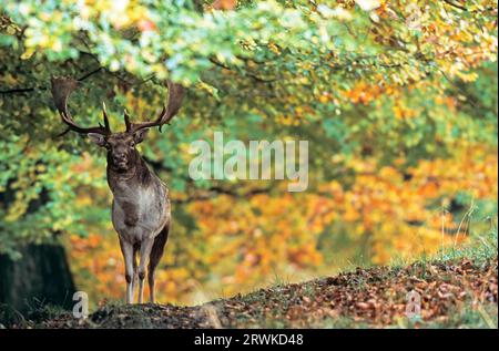 Damhirsch (Cervus dama) vor herbstfarbenen Buchen, Damhirsch hart steht im Herbst vor Buchen, Dama dama (dama) Stockfoto