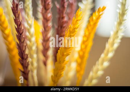 Ohren aus buntem Weizen. Getrocknete Pflanzen im Topf. Einrichtung in Weizenform. Elegante Einrichtung mit Öko-Design. Cerealien-Bouquet im Innenraum. Verschiedenfarbige Spikelets. Stillleben-Konzept Stockfoto