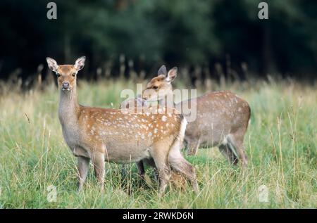 Unterart: Japanisches sika-Hirsch (Cervus nippon) Unterart: Japanisches Sika-Hirsch, das auf einer Waldwiese steht (Speckhirsch) (japanisches Hirsch Stockfoto