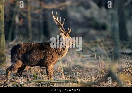 Unterart: Dybowski Sika, Sika Hirsch im letzten Licht der Abendsonne (Geflecktes Hirsch) (Japanisches Hirsch), Cervus nippon (hortulorum) Stockfoto