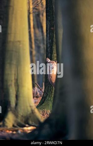 Unterarten: Dybowski-sika-Hirsch (Cervus nippon), Cervus nippon (hortulorum) Stockfoto