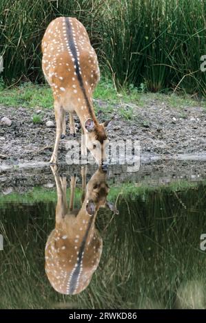 Unterarten: Dybowski-sika-Hirsch (Cervus nippon), Cervus nippon (hortulorum) Stockfoto