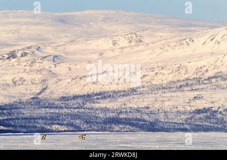 Rentiere (Rangifer tarandus) und Kälber auf dem Tornetraesk-See (Europäisches Rentier), Rentiere und Kälber auf dem Tornetraesk-See (Bergreentier) Stockfoto