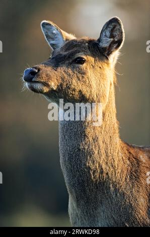 Unterarten: Dybowski-sika-Hirsch (Cervus nippon), Cervus nippon (hortulorum) Stockfoto