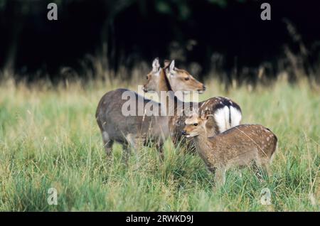 Unterart: Japanisches sika-Hirsch (Cervus nippon) Unterart: Japanisches Sika-Hirsch, das auf einer Waldwiese steht (Speckhirsch) (japanisches Hirsch Stockfoto