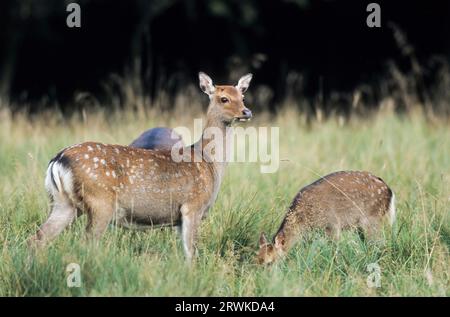 Unterart: Japanisches sika-Hirsch (Cervus nippon) Unterart: Japanisches Sika-Hirsch, das auf einer Waldwiese steht (Speckhirsch) (japanisches Hirsch Stockfoto