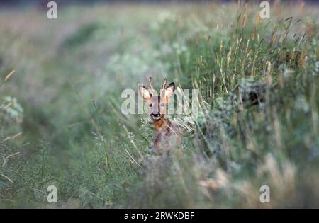 Rehbock, Jährling mit Samtgeweih in hoher Vegetation (europäisches Reh (Capreolus capreolus) Stockfoto