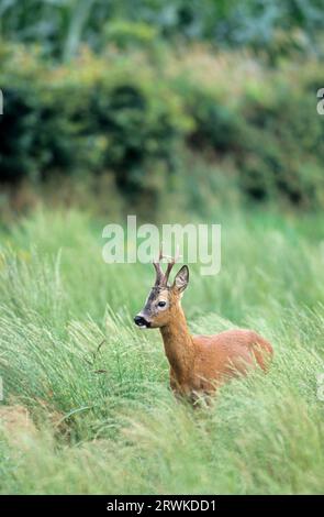 Rehbock im Laub mit hoher Vegetation (europäisches Reh (Capreolus capreolus) Stockfoto