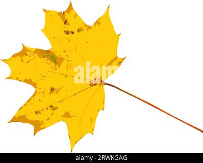 Herbstblatt. Herbstliches Ahornblatt isoliert auf weißem Hintergrund. Vektorillustration. Stock Vektor