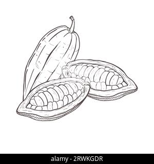 Vektor-Illustration Set aus drei geschälten und ungeschälten Kakaobohnen. Sie können Samen sehen. Schwarze Umrandung der Pods, grafische Zeichnung. Für Postkarten, Design und Stock Vektor