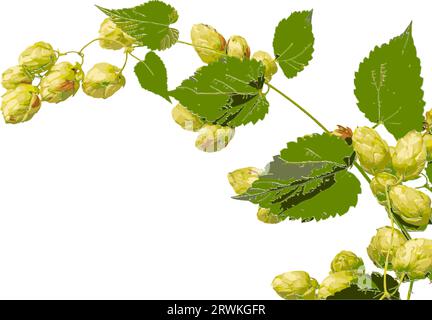 Grüne Hopfenpflanze, Skizze Stil Vektor Illustration isoliert auf weißem Hintergrund. Realistische, von Hand gezeichnete, reife grüne Hopfenkonen, Zutaten für die Bierbrauerei. Stock Vektor