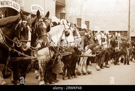 Dray Horses, Watney's Brewery, Anfang der 1900er Jahre Stockfoto